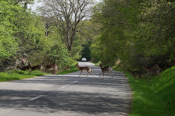 Safe Driving Tips to Avoid Deer Accidents